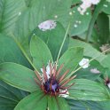 Paris polyphylla fleur